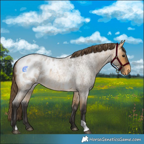 Horse Color:Buckskin Roan Blanket 