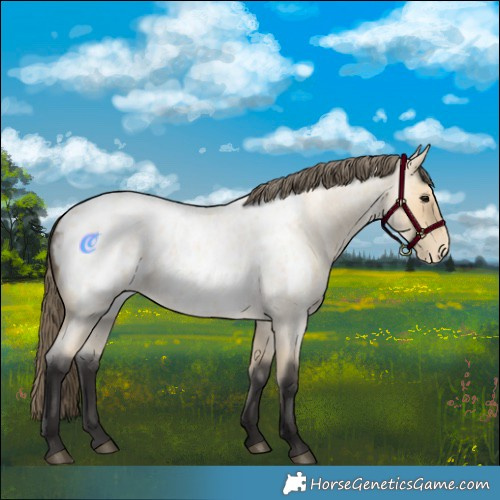 Horse Color:Buckskin Roan Blanket