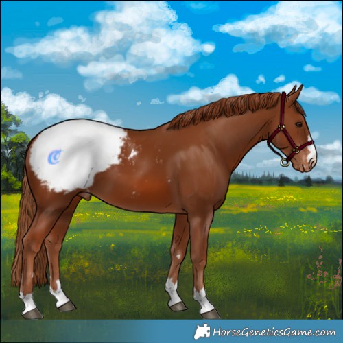 Horse Color:Chestnut Snowcap