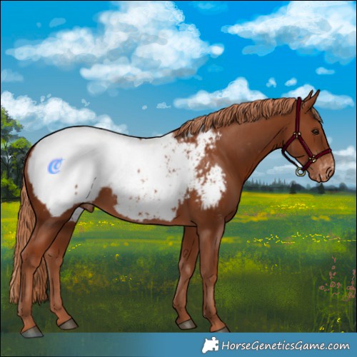 Horse Color:Chestnut Snowcap
