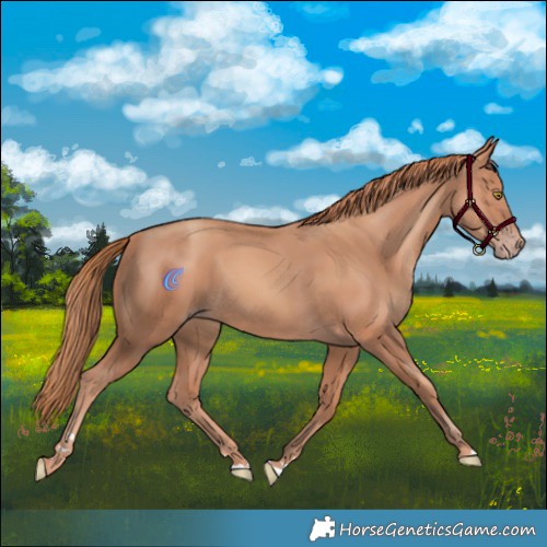 Horse Color:Gold Champagne Rabicano 