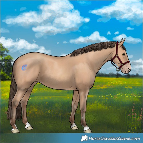 Horse Color:Amber Champagne Rabicano 