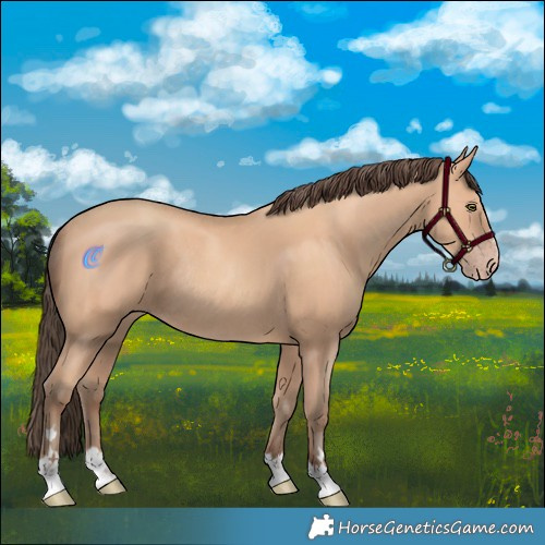 Horse Color:Amber Champagne Rabicano 