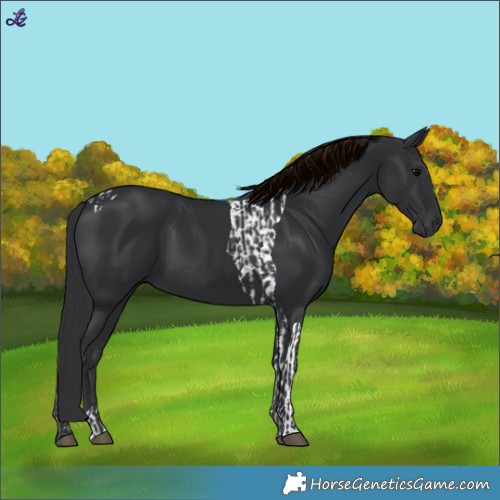 Horse Color:Black Tobiano and Black