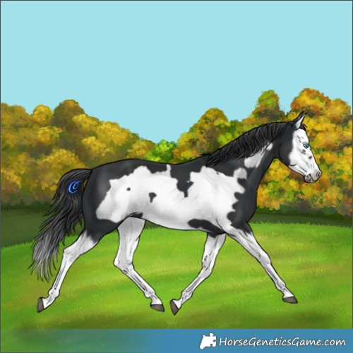 Horse Color:Black Splash Frame 