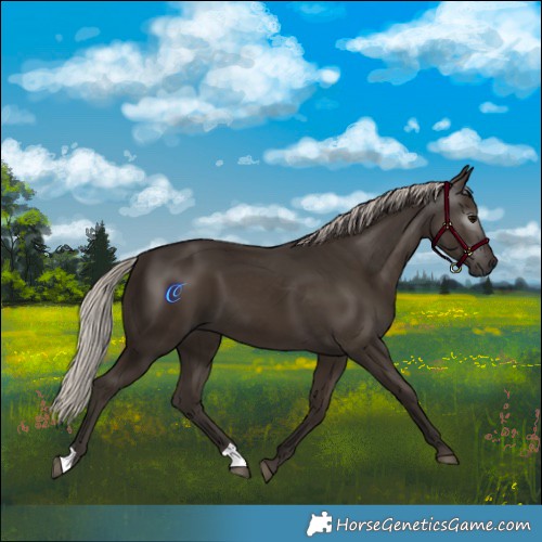 Horse Color:Gray Silver Black 