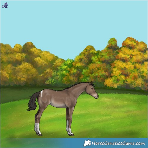 Horse Color:Liver Red Dun Tobiano Rabicano 