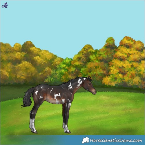 Horse Color:White Spotted Brown Tobiano Rabicano 