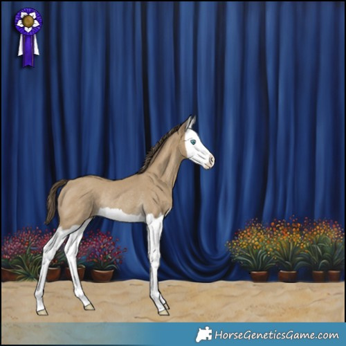 Horse Color:Classic Cream Champagne Splash Rabicano