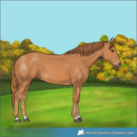 Horse Color:Chestnut 