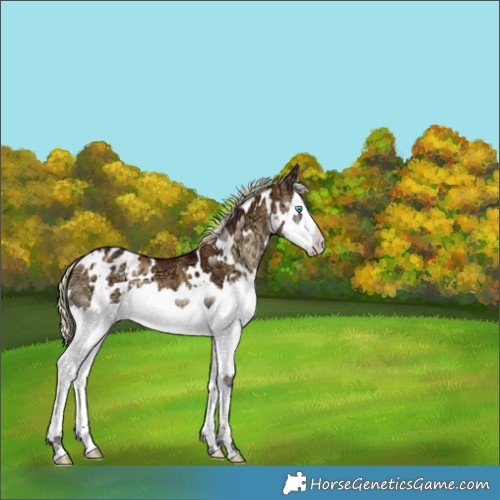 Horse Color:Plaid  White Spotted Red Onyx Ice Splash Varnish 