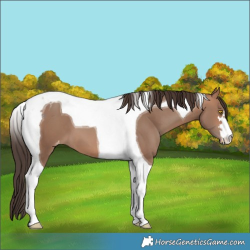 Horse Color:Sable Champagne Tobiano Blanket