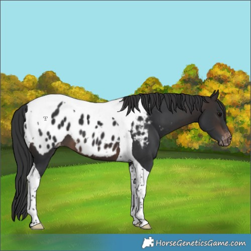 Horse Color:Brown Tobiano Near Leopard 