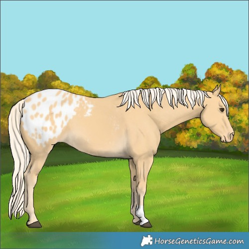 Horse Color:Palomino Blanket
