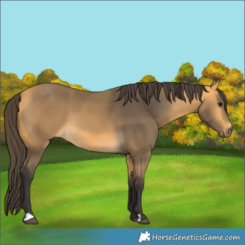 Horse Color:Buckskin 