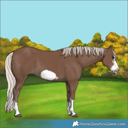 Horse Color:Silver Black Frame 