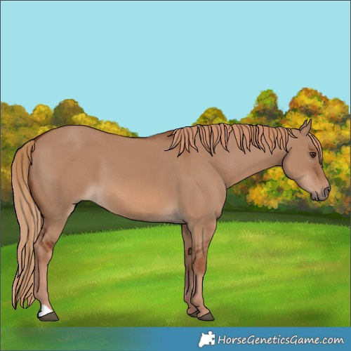 Horse Color:Red Dun 
