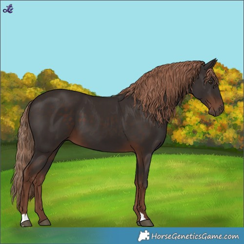 Horse Color:Liver Chestnut 