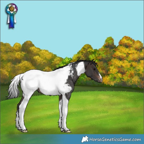Horse Color:Brown Tobiano Snowcap Rabicano 