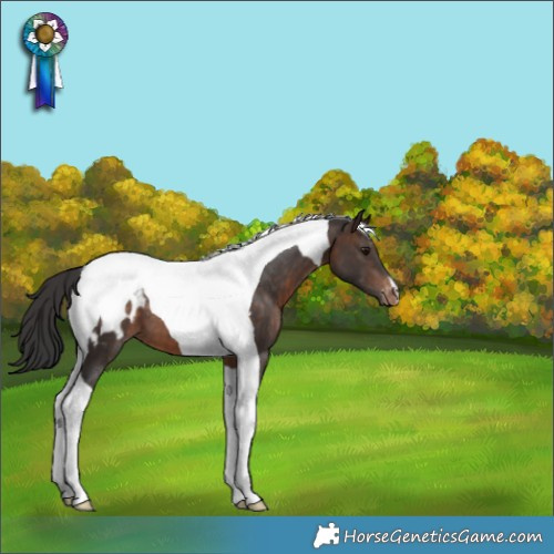 Horse Color:Bay Tobiano Blanket