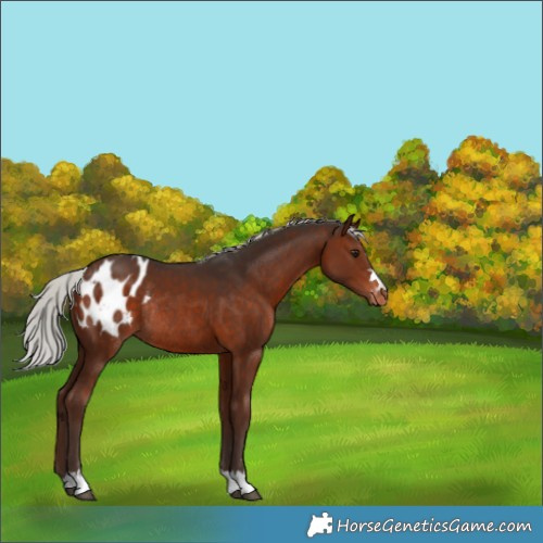Horse Color:Silver Bay Blanket Rabicano 