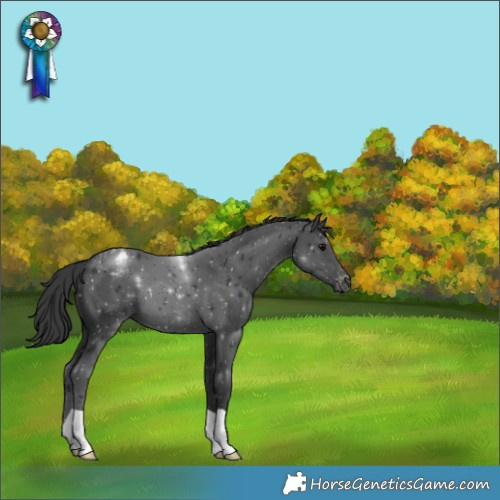 Horse Color:Black Varnish 