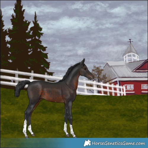 Horse Color:Brown Tobiano 
