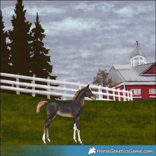 Horse Color:Liver Chestnut Tobiano