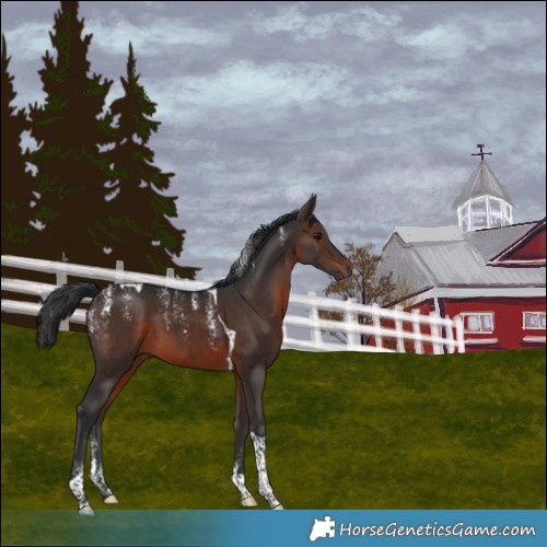 Horse Color:Powder White Brown Tobiano 