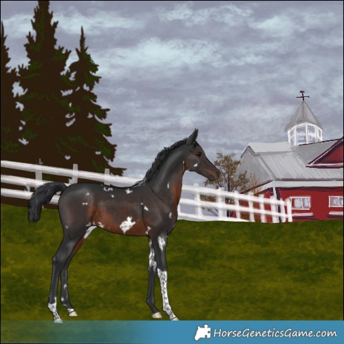 Horse Color:White Spotted Brown Tobiano
