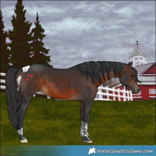 Horse Color:Brown Tobiano