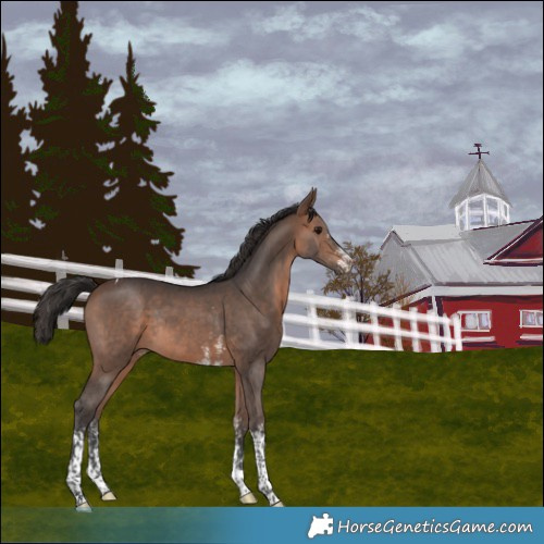 Horse Color:Brown Sabino Tobiano Rabicano 