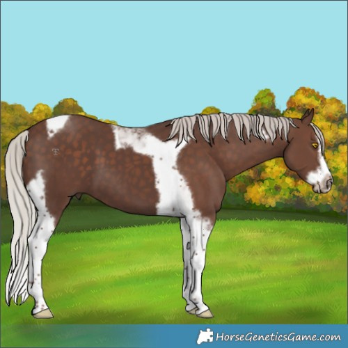 Horse Color:Silver Black Splash Tobiano Frame