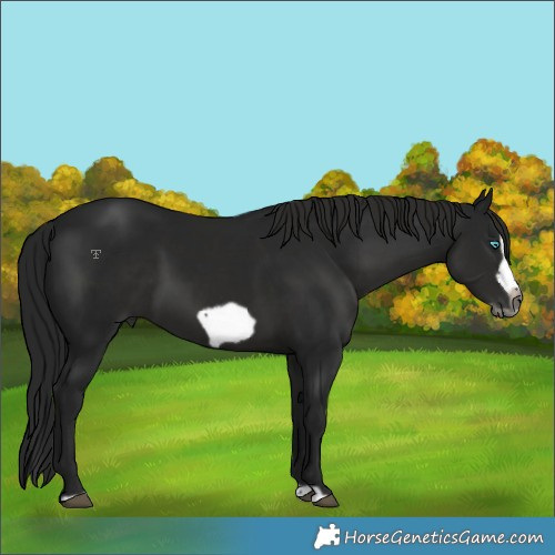 Horse Color:Gray Black Splash Frame