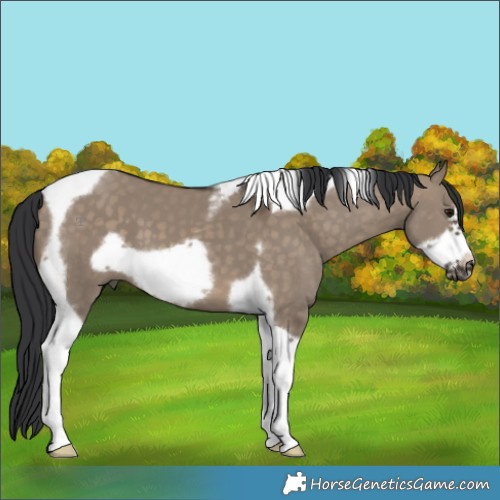 Horse Color:Brown Dun Tobiano Frame 