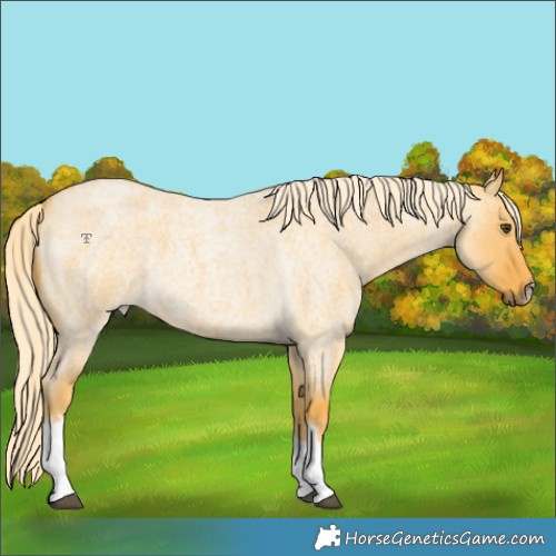 Horse Color:White Spotted Palomino Roan Dun