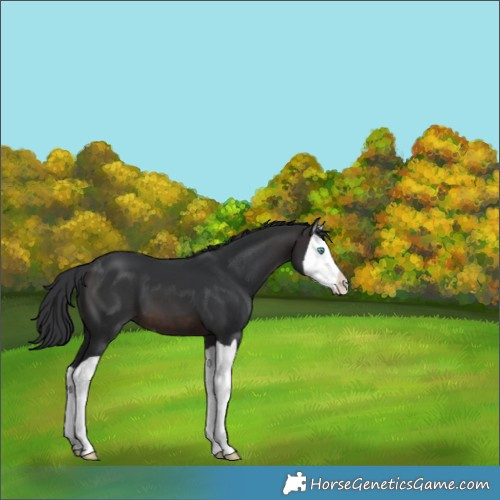 Horse Color:Brown Splash