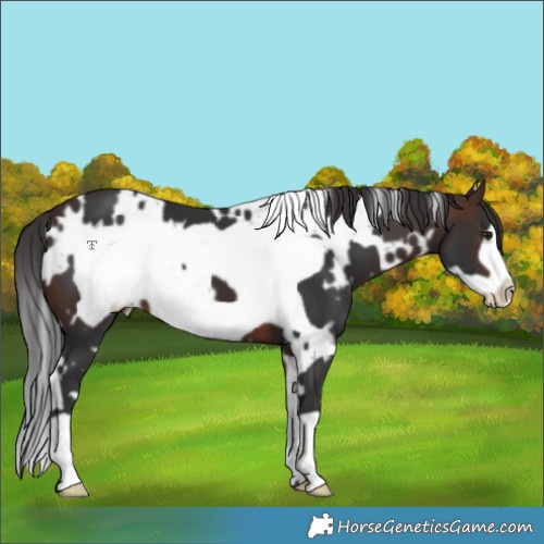 Horse Color:White Spotted Brown Frame 