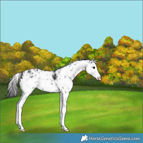 Horse Color:White Spotted Black Sabino 