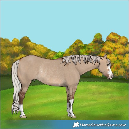 Horse Color:Silver Bay Dun Rabicano 