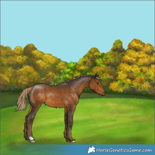 Horse Color:Chocolate Palomino 