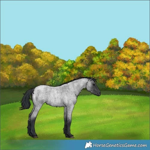 Horse Color:Blue Roan