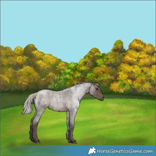 Horse Color:Silver Blue Roan 