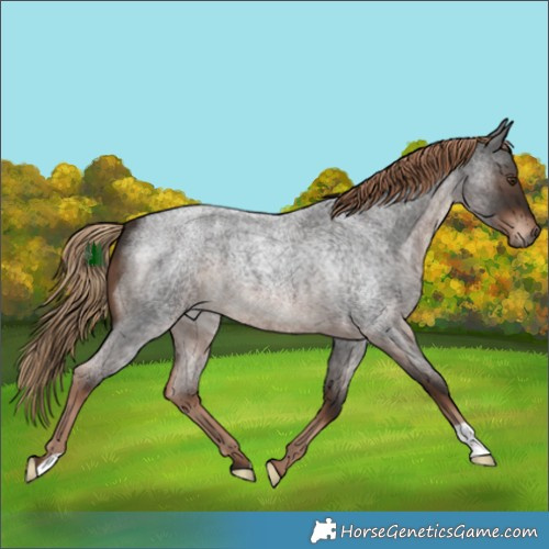 Horse Color:Liver Red Roan 