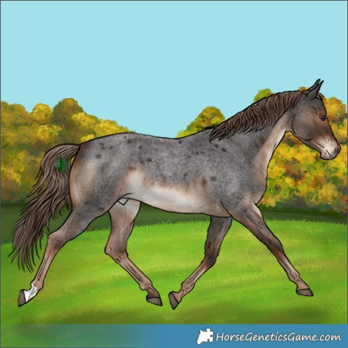 Horse Color:Liver Red Roan Rabicano 