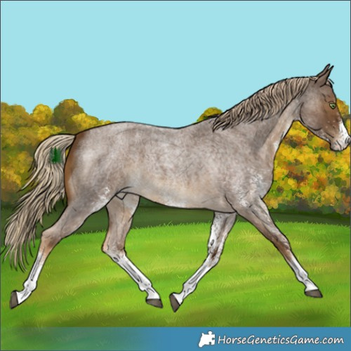 Horse Color:White Spotted Chocolate Palomino Roan 