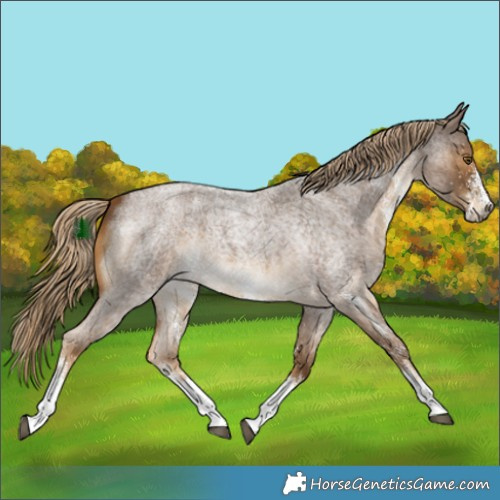 Horse Color:White Spotted Chocolate Palomino Roan Rabicano 