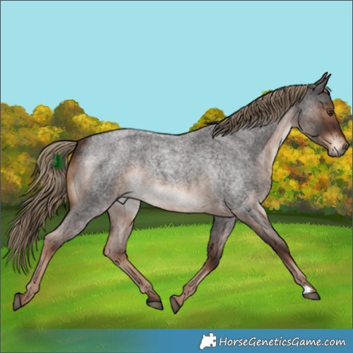 Horse Color:Liver Red Roan Rabicano 