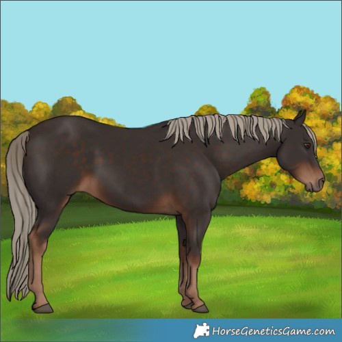 Horse Color:Liver Chestnut 