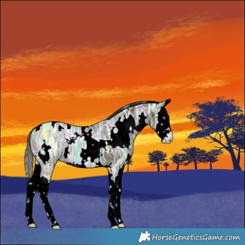 Horse Color:White Spotted Brown Ice Splash Rabicano